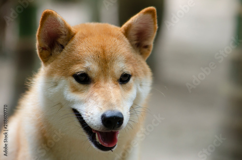 Cute Japanese dog Shiba Inu close-up select focus.