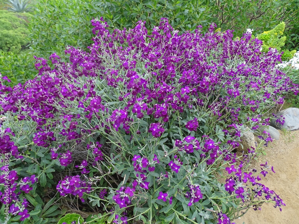 field of purple flowers field of purple flowers