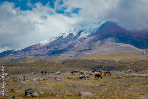 Cotopaxi National Park in Ecuador, in a summer morning.