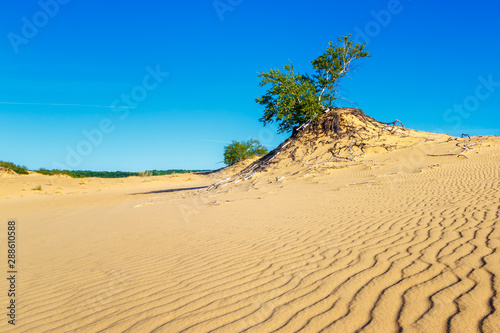 The small dune with trees on the its top among a big sandy desert under the hot sun