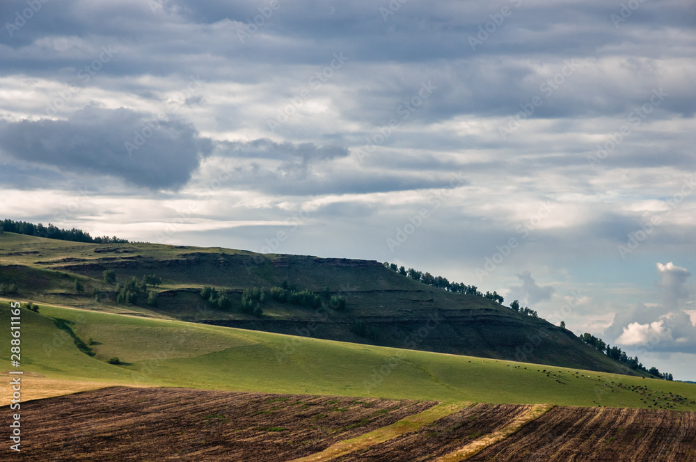 Agricultural fields, meadows, cows and grass hills in steppe at Khakassia, Siberia, Russia.