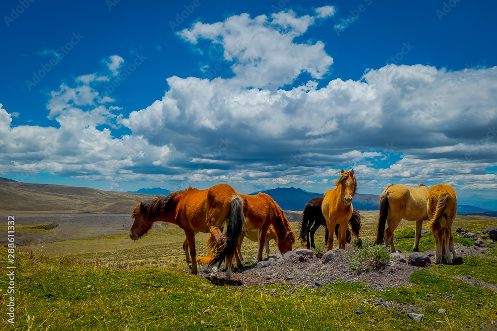 Wild horses in the Andes Mountains, wandering and grazing on fresh green field freely in the morning.