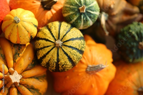 Pumpkins set. Orange, yellow and green pumpkins. Autumn vegetables background.Fall season