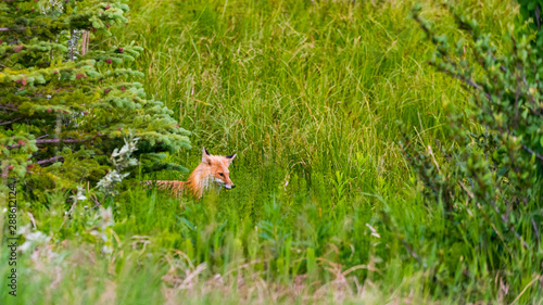 Wild Red Fox © BGSmith
