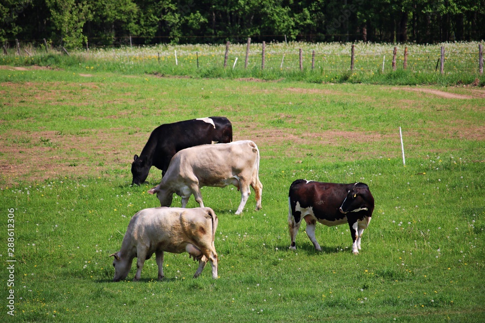 Obraz premium Cows of different colors graze in a green meadow on a sunny day