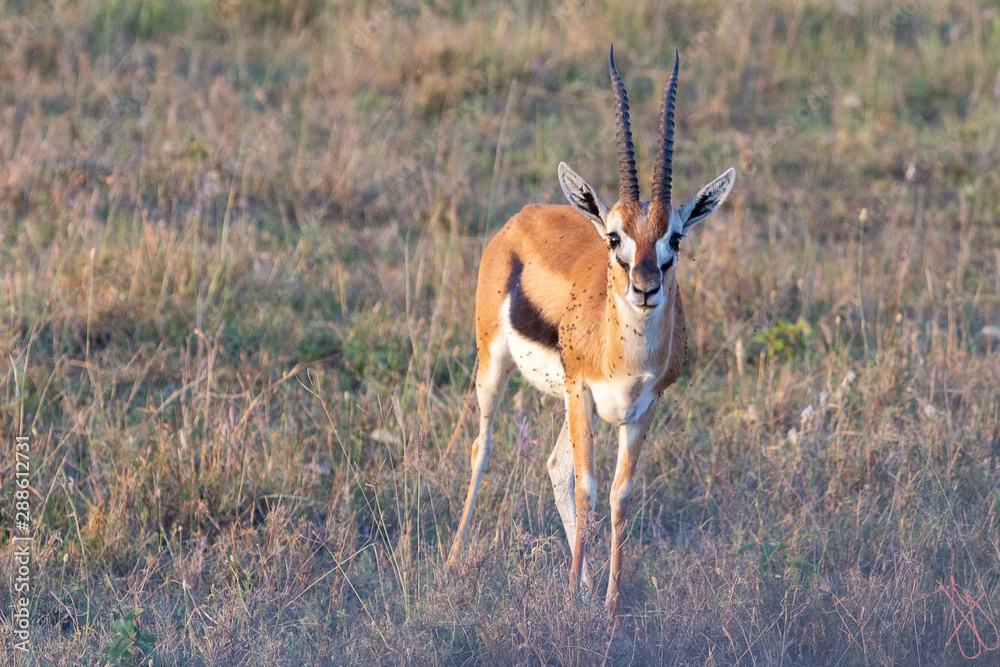 The Thomson's Gazelle The Thomson's Gazelle