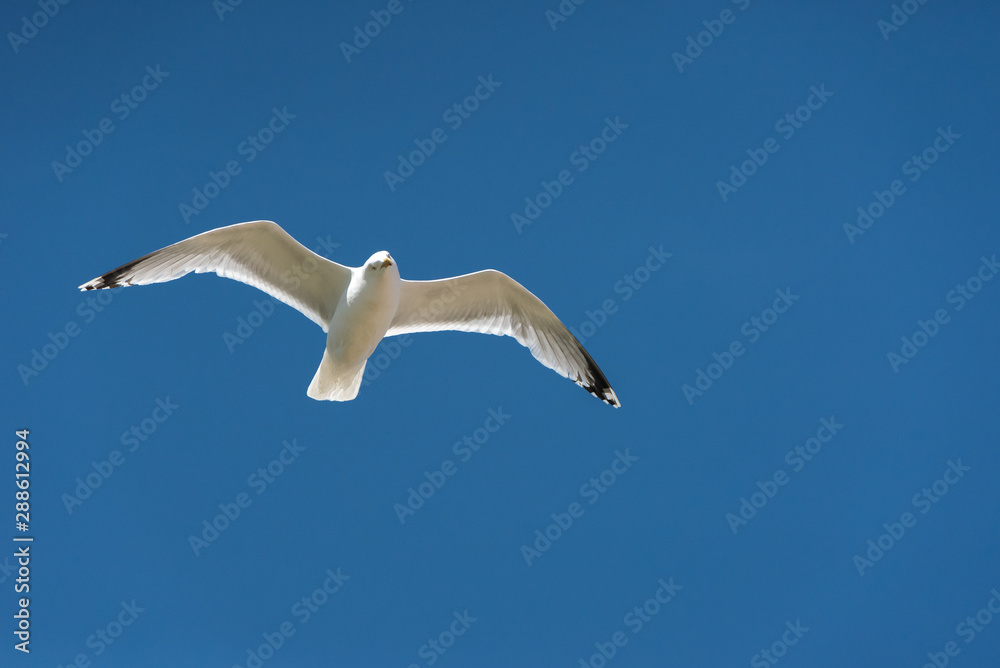Seagull in flight Seagull in flight