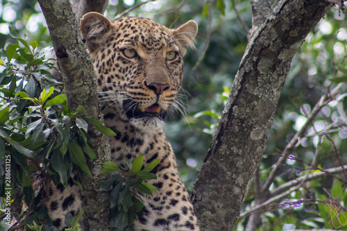 The Leopard In the Tree