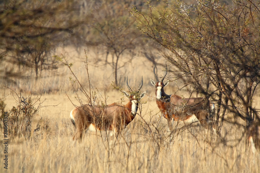 Naklejka premium Blesbok (Damaliscus pygargus phillipsi) in South Africa