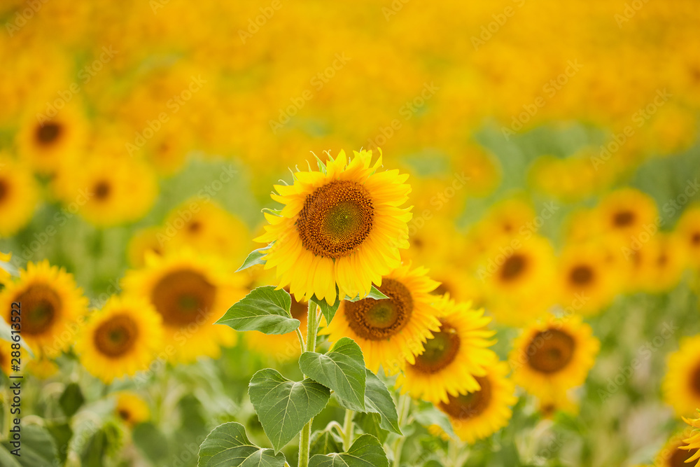 Field of sunflowers. Close up of sunflower against a bright field. Field of sunflowers. Close up of sunflower against a bright field.