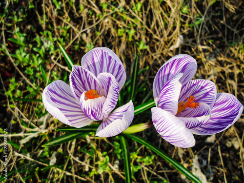 Crocus striped - saffron mesh. Blossoming spring natural flowers. Selective focus.