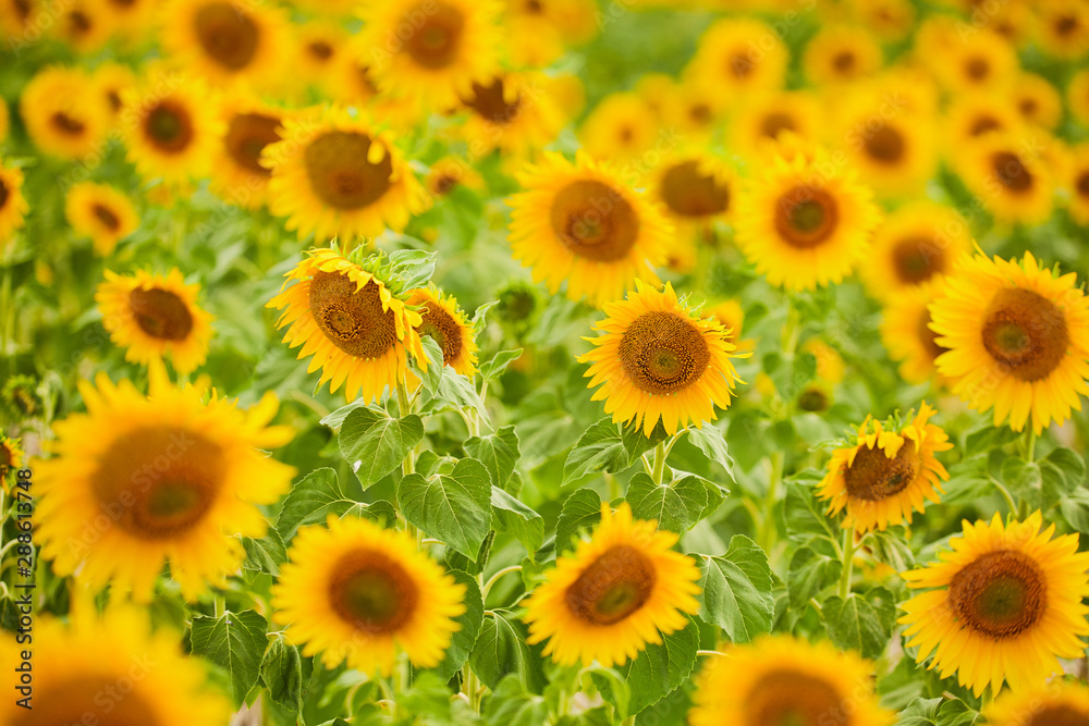 Fields with infinite sunflowers. Agricultural field. Fields with infinite sunflowers. Agricultural field.
