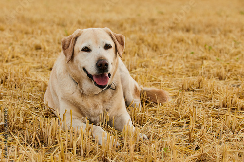 Labrador retriever lying in the straw in rural areas in summer