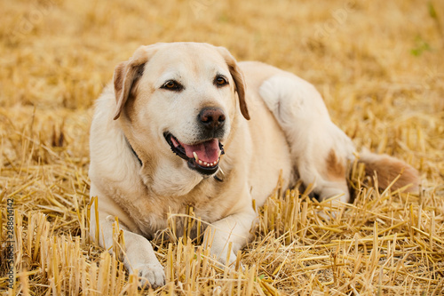 Portrait of smiling retriever looking at camera while lying on the cutted wheat field.