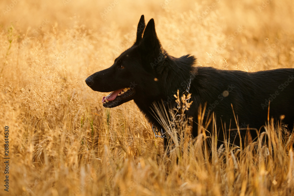 Fototapeta premium German shepherd in front of wheat field.