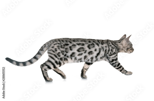 bengal cat in studio