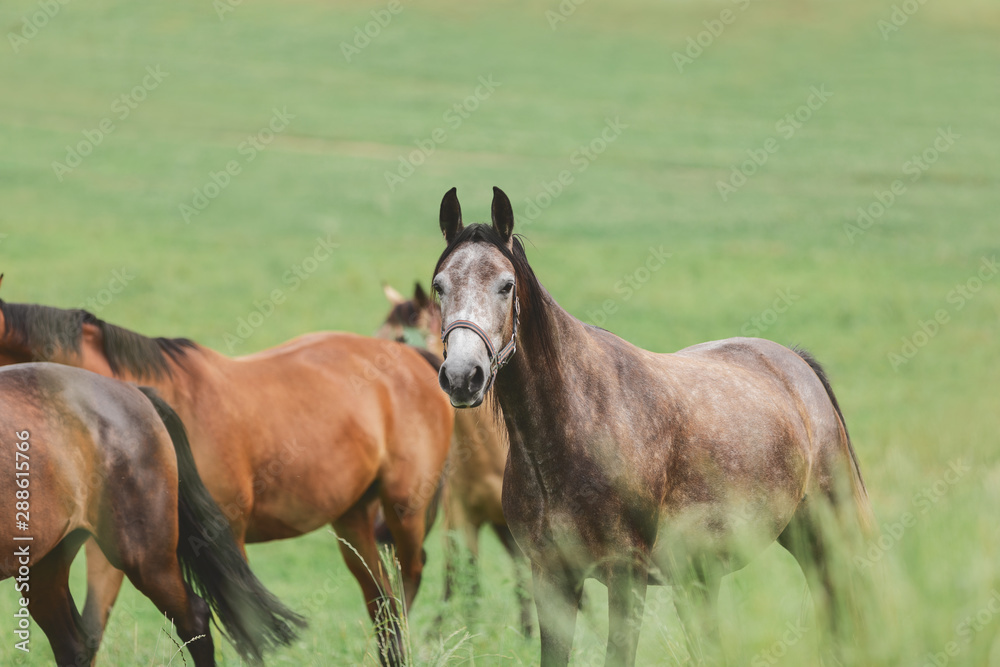Obraz premium horse herd in green field