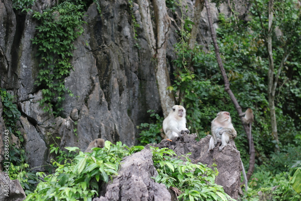 Fototapeta premium Monkey sitting on a stone in the forest.