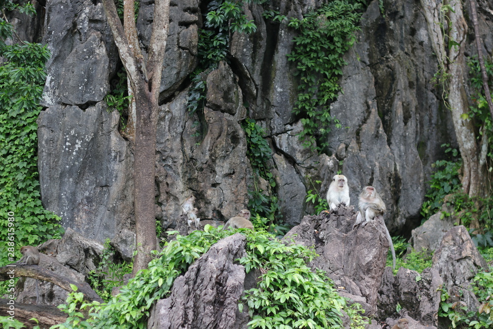 Monkey sitting on a stone in the forest. Monkey sitting on a stone in the forest.