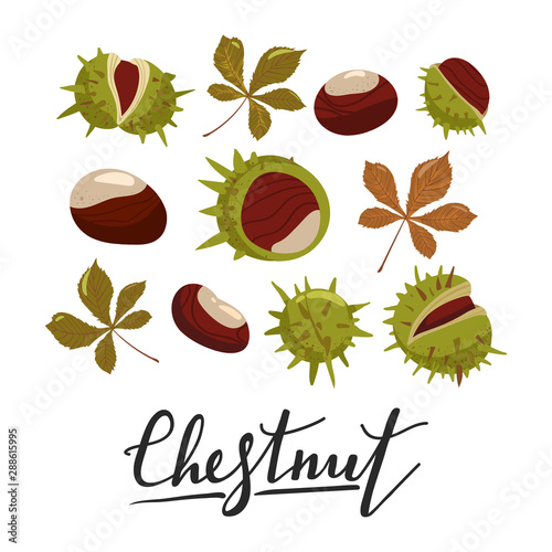Set of chestnuts, leaves and peels. Design elements for fabric, poster, packaging, banner and wrapping paper. Vector illustration.