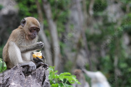 A monkey eating corn on the rocks in the forest.