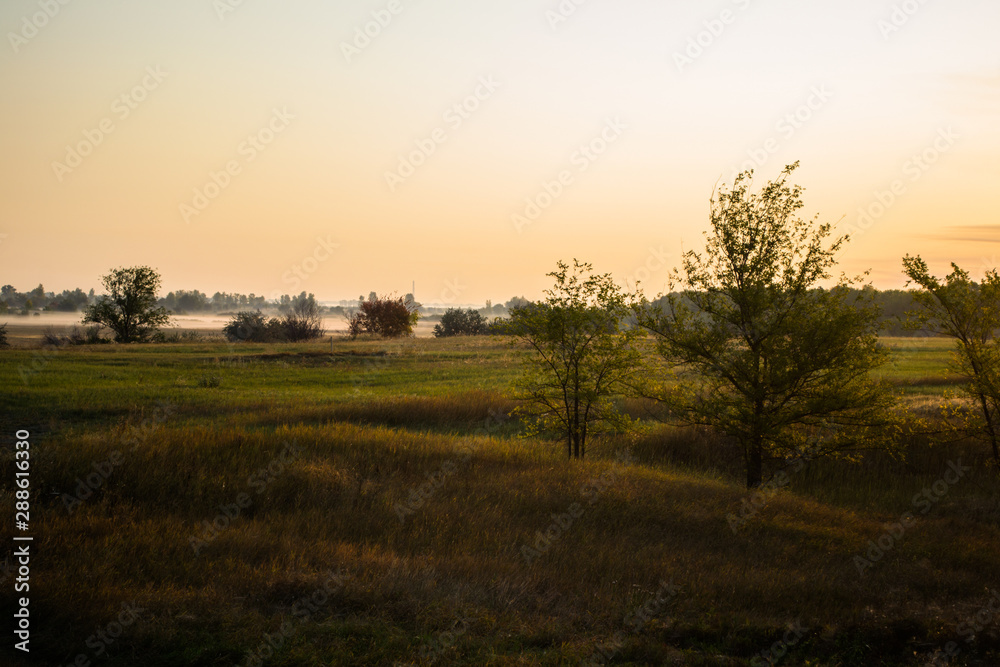 sunset in the forest