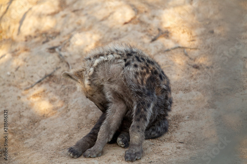 Curious young hyaena at a hyaena den site © Darrel