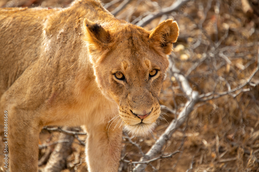 Fototapeta premium A young pride of lions getting active after a day of rest.