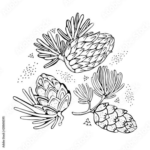 Set Pine cone, spruce branch, cedar isolated on white background. Hand drawn black and white illustrations. Vintage black vector engraving