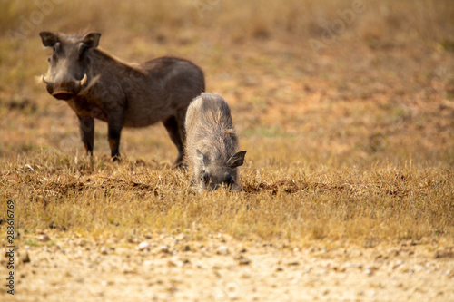 Warthog digging up the grass roots to try and get the last of the nutrition © Darrel