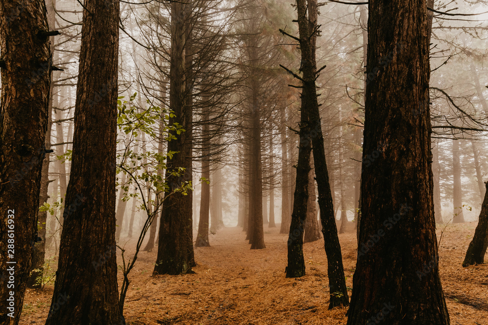 Trail through a mysterious dark old forest in fog. Autumn morning in Crimea. Magical atmosphere. Fairytale Trail through a mysterious dark old forest in fog. Autumn morning in Crimea. Magical atmosphere. Fairytale