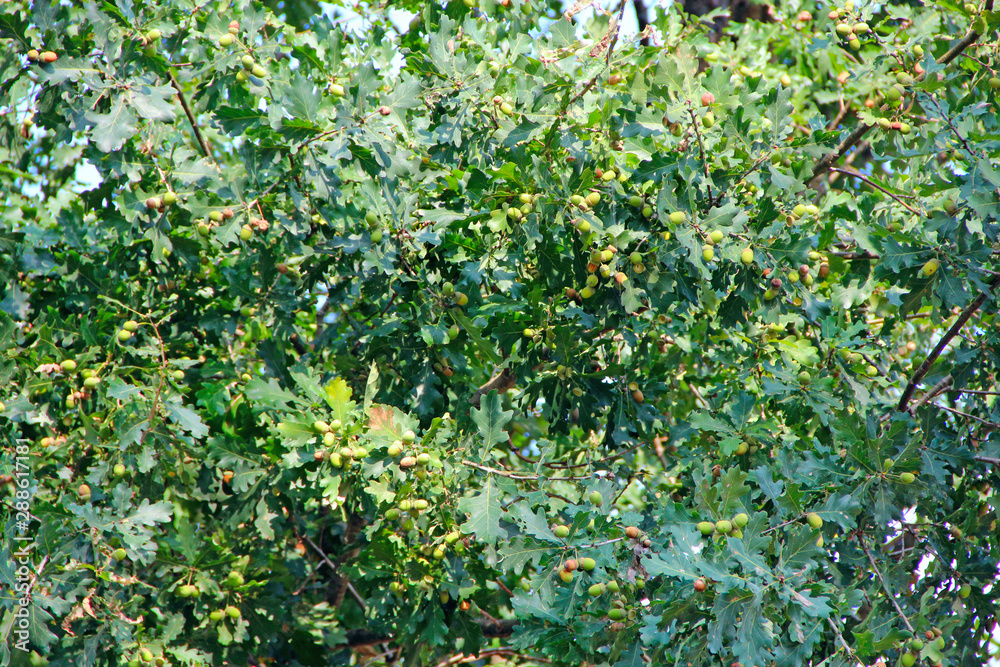 Acorns hang on oak branches in the forest