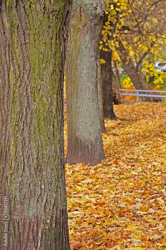 Autumn in park of Vilnius