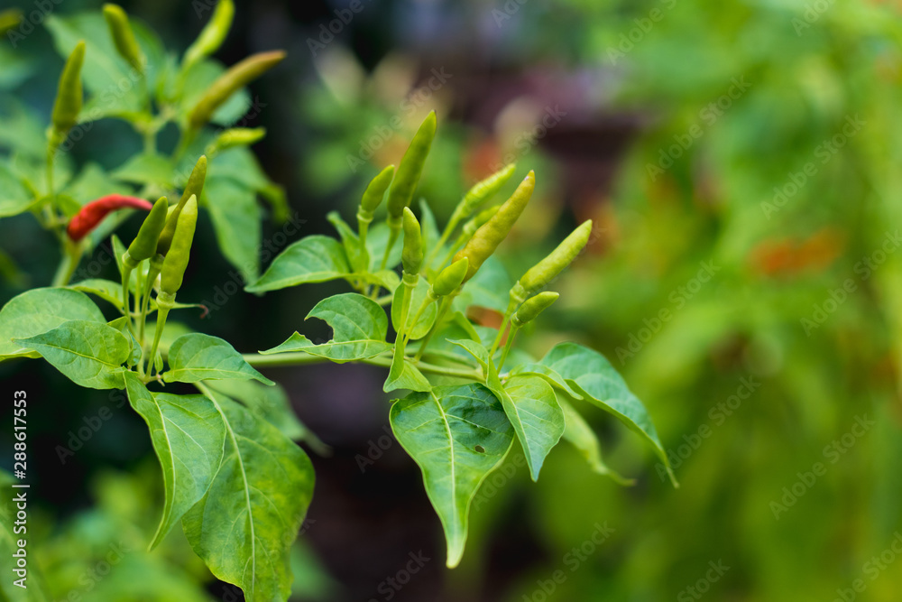chili pepper on raw food ingredient chili vegetable garden chili pepper on raw food ingredient chili vegetable garden