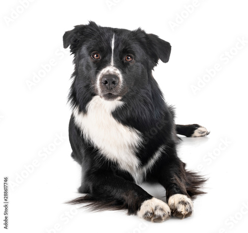 australian shepherd in studio