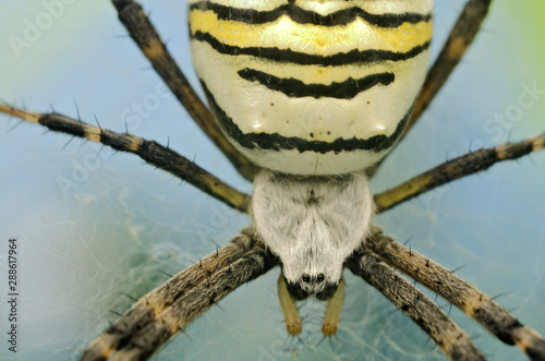 Wasp spider photo