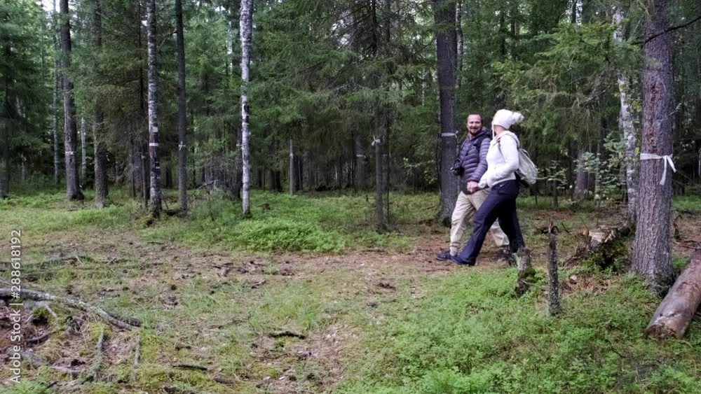 A pair of tourists are walking through the forest with backpacks. Side view. A pair of tourists are walking through the forest with backpacks. Side view.