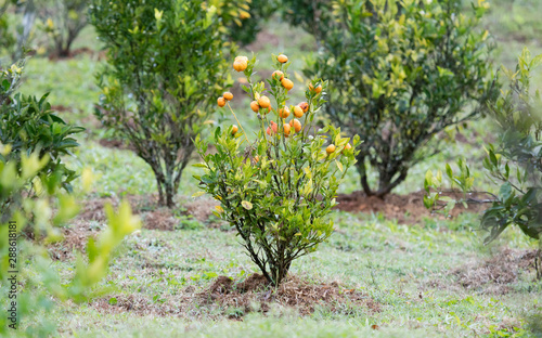 Ripe mandarin tree growing in central Madagascar