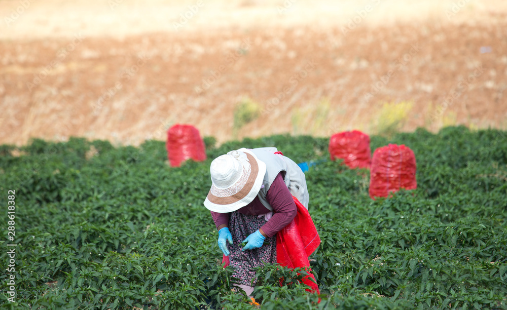 Fototapeta premium red sack with pepper harvest in field