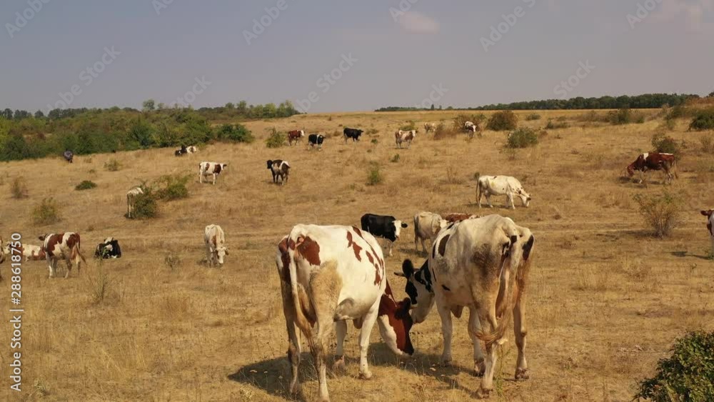 Cows graze in the meadow, where the grass burned from the heat. Cows graze in the meadow, where the grass burned from the heat.