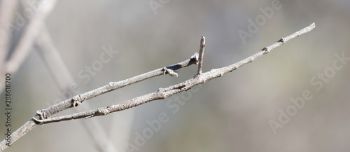 Stick insect, isalo photo