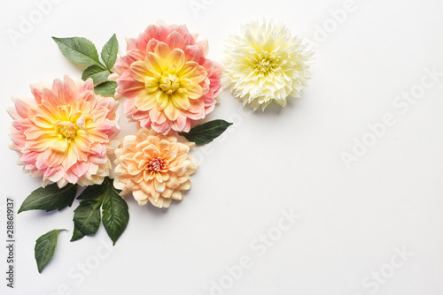 Dahlias on white wood table. Gentle romantic background. Floral background. Top view, flat lay. Flowers, spring, summer concept. Romance and love card concept. Empty space for your text.