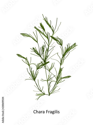 Chara fragilis - a genus of charophyte green algae. Hand drawn vector illustration