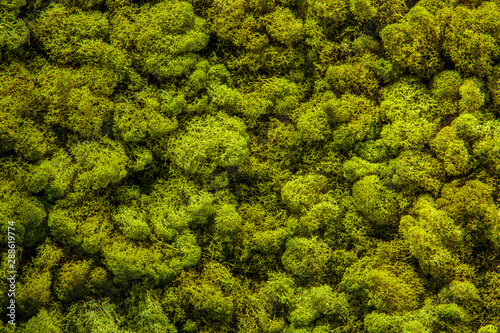 preserved natural moss