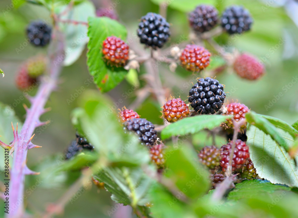 black and red wild blackberry growing in the bush in leaf black and red wild blackberry growing in the bush in leaf