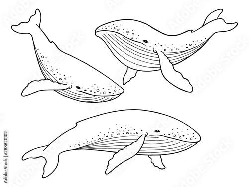 Blue whale graphic set black white isolated sketch illustration vector