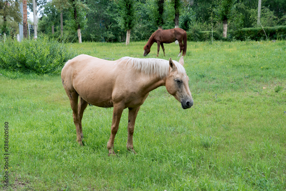 horse in the park on a background of green grass horse in the park on a background of green grass