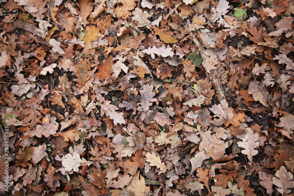 Waldblätter Waldblätter