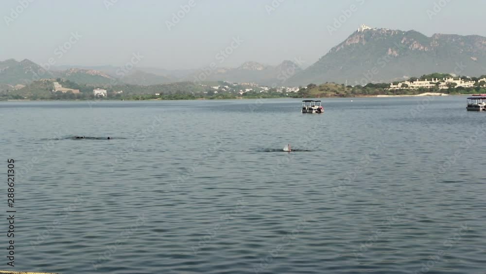 Wide, swimmers in Fateh Sagar Lake, Udaipur, India Wide, swimmers in Fateh Sagar Lake, Udaipur, India