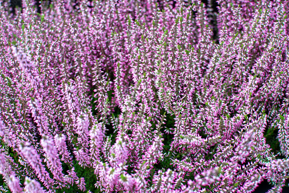 Fototapeta premium Pink and white heather flowers